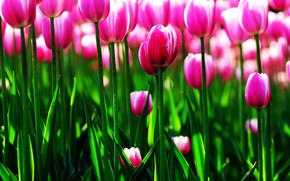 Purple Tulips Field wallpaper