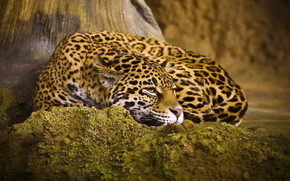 Beautiful Jaguar wallpaper