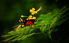 Beautiful Butterfly Alone wallpaper