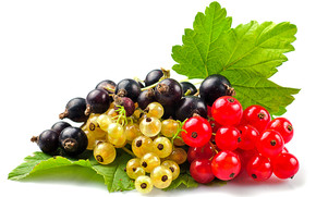Currants Selection
