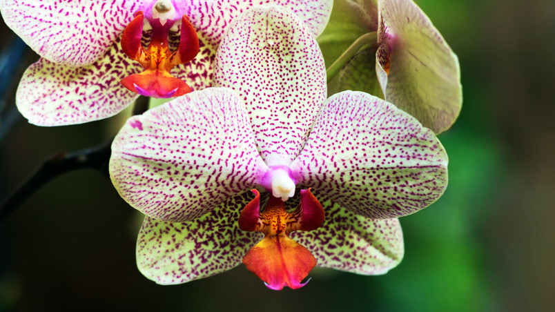 White and Purple Orchids wallpaper