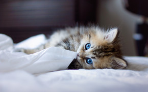 Kitty with Blue Eyes
