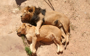 Lion Family Sleeping