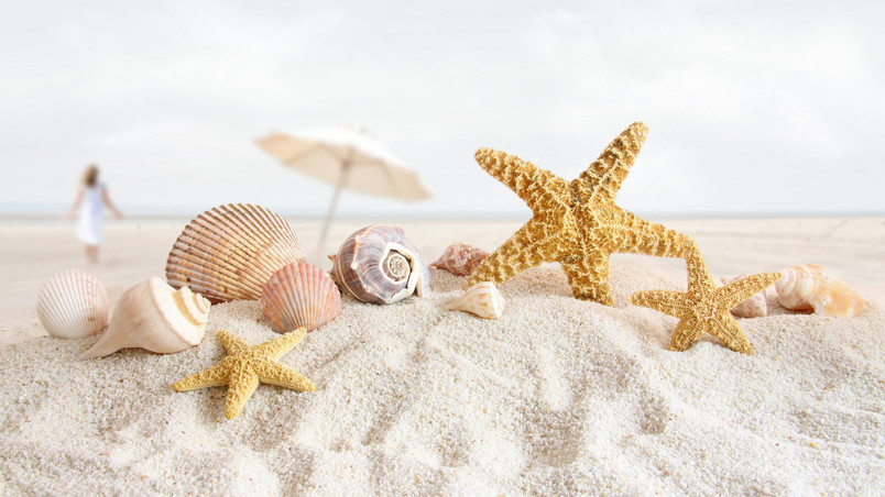 Summer Sea Shells wallpaper