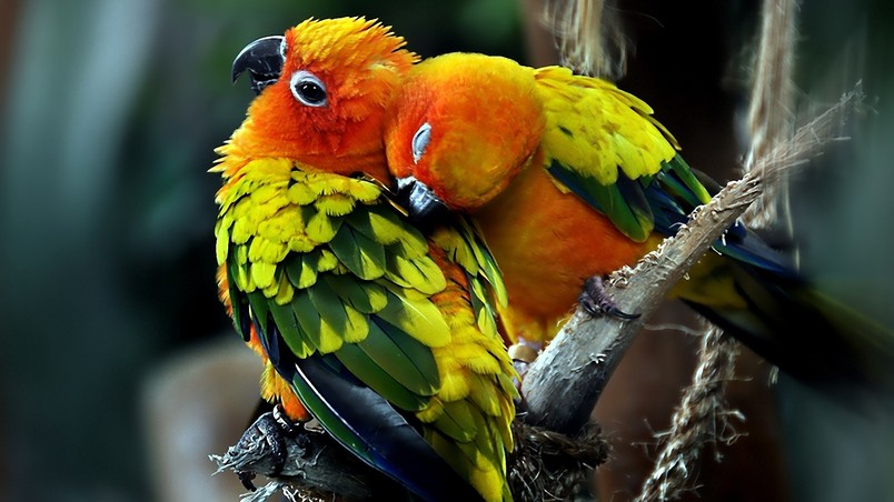 Parrots Couple wallpaper
