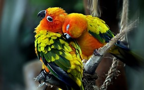 Parrots Couple wallpaper