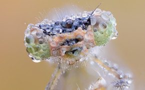 Macro Fly Water Drops