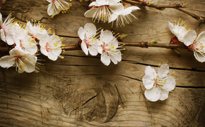 Branch of Cherry Blossom wallpaper