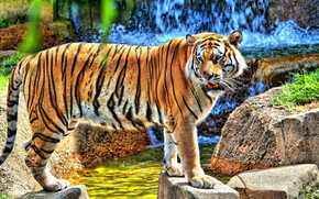 HDR Young Tiger
