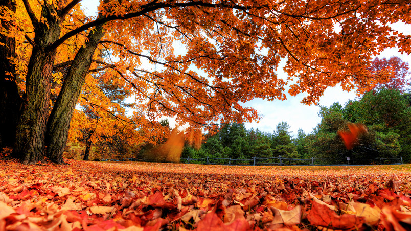 Autumn Maple Tree wallpaper
