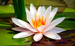 Water Lily wallpaper