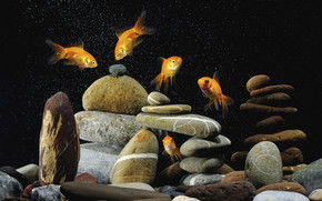 Gold Fishes Life wallpaper