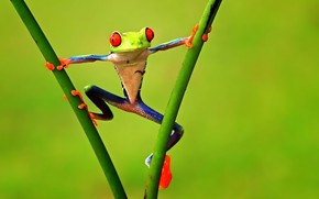 Colorful Frog wallpaper