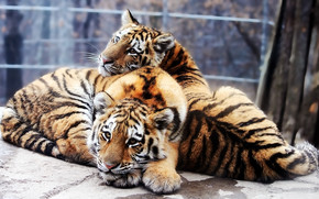 Tiger Friends