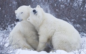 Cute Polar Bears