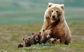 Beautiful Bear with Cubs wallpaper