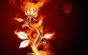 Burning Flower wallpaper