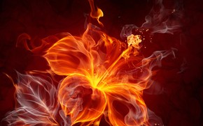 Opened Fire Flower wallpaper