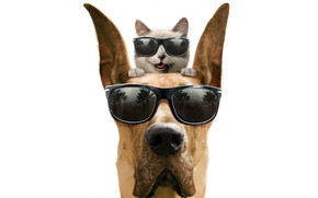 Cool Dog and Cat