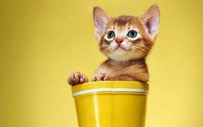 Cute and Sweet Kitty wallpaper