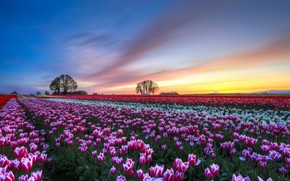White and Purple Tulips Field