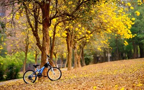 Bike in The Park