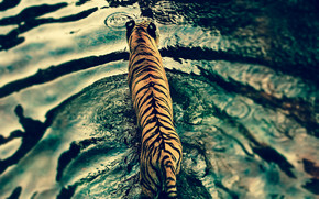 Beautiful Tiger in Water wallpaper