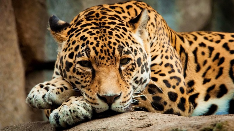 Calm Jaguar wallpaper
