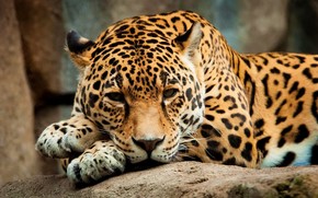 Calm Jaguar