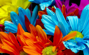 Colourful Gerbera Flowers