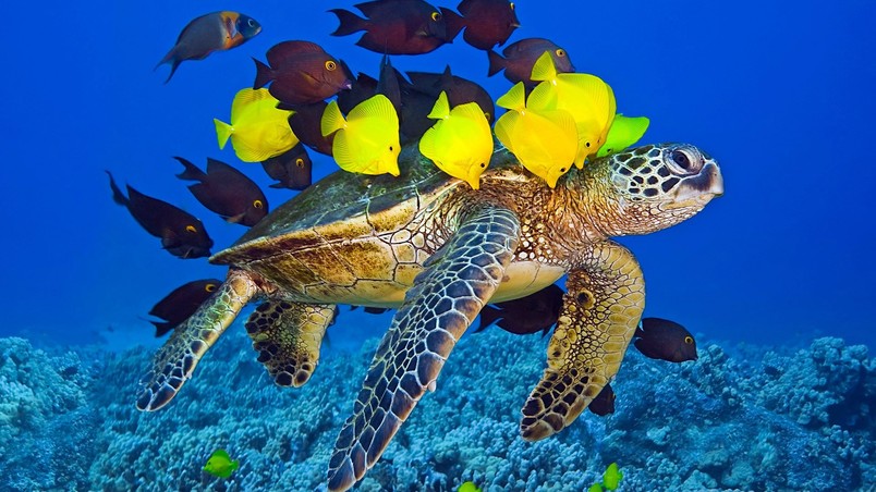 Turtle and Fishes wallpaper