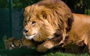 Mature Lion