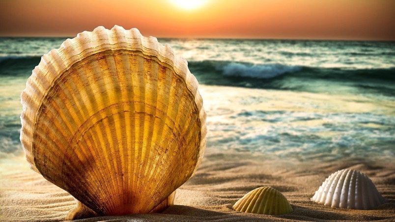 Shells and Sand wallpaper