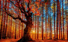 Autumn Forest Painting wallpaper