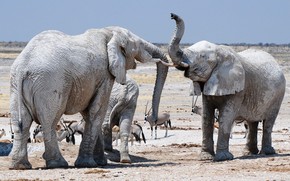 Africans Elephants