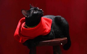 Cat with Red Scarf