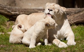 Happy White Lions Family