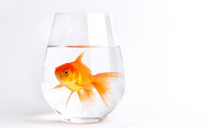 Lonely Gold Fish wallpaper