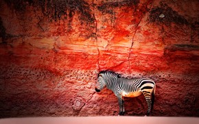 Young Zebra wallpaper