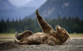 Bear Relaxing wallpaper