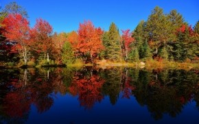 Colourful Forest Reflection