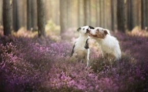 Cute Dogs Playing