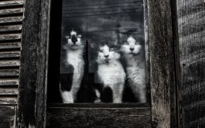 Cats Sitting at Window
