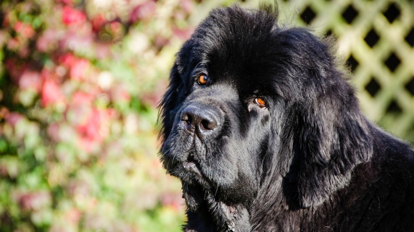 Current location: Home / Animals / Dogs / Newfoundland dog wallpaper