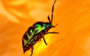 Green Beetle wallpaper