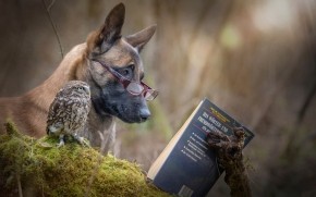 Dog and Owl Reading a Book wallpaper