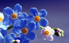 Blue Forget Me Not Flower