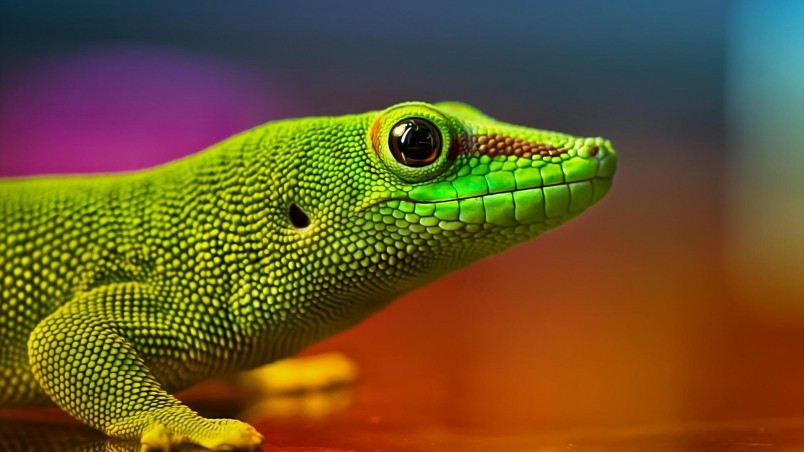 Green Lizard wallpaper