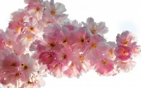 Beautiful Cherry Flowers wallpaper