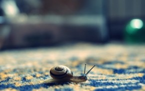Little Snail wallpaper